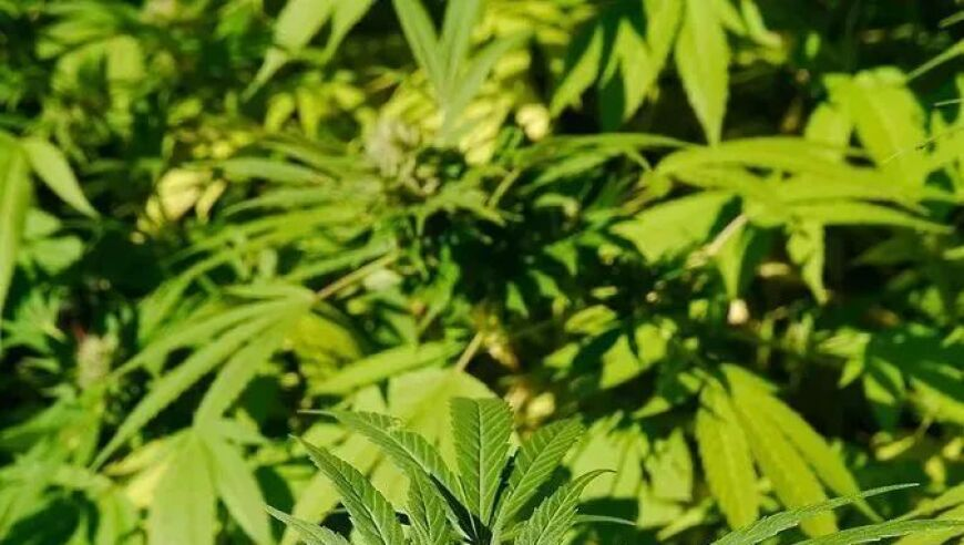 澳门六开彩49开奖结果,王大陆许光汉或将在台军中同台,最新答案解释落实_优选版V15.12